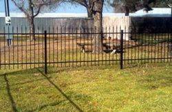 Custom fencing by Brenham Iron Works