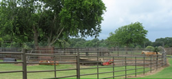 Custom fencing by Brenham Iron Works